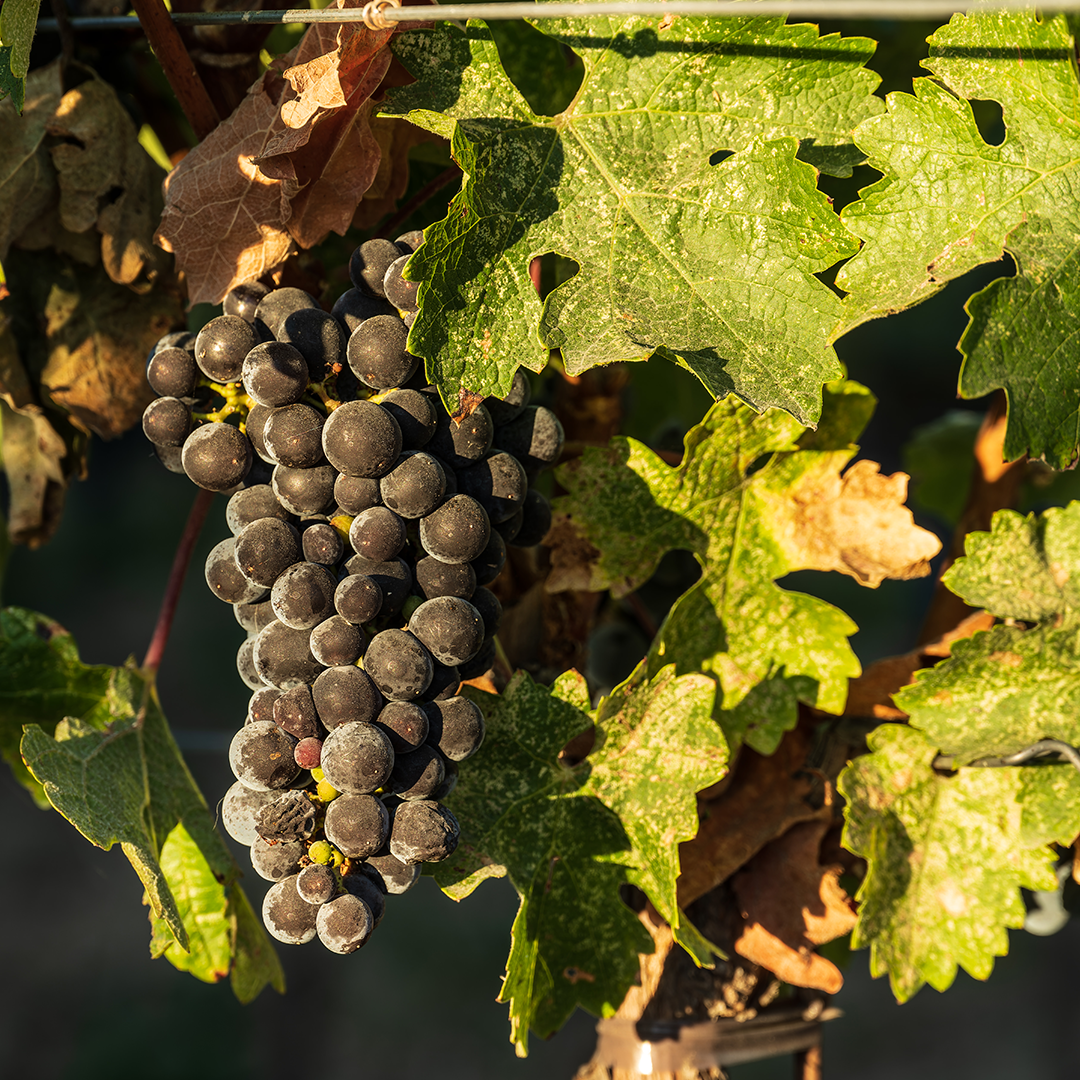 harvest-grapes